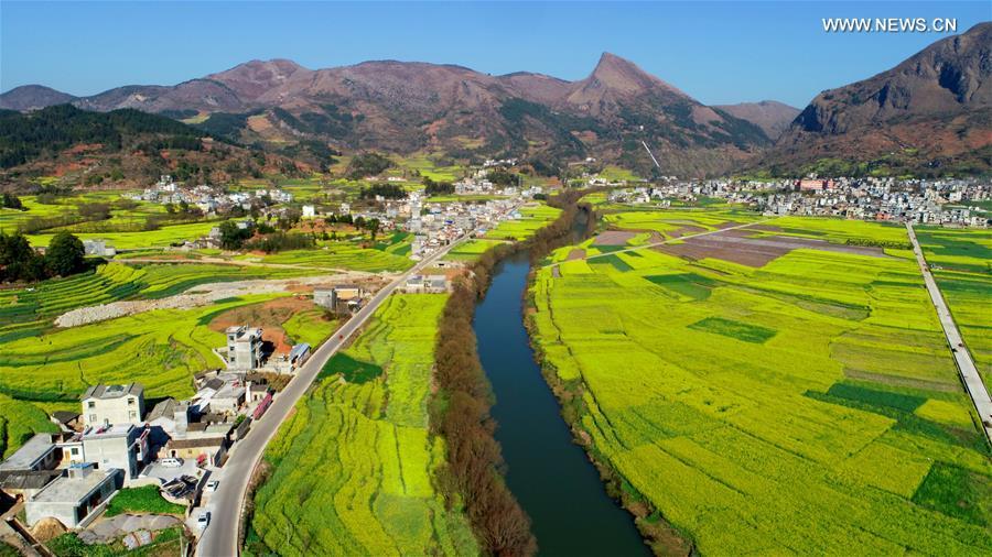 Aerial photo taken on Feb. 10, 2019 shows cole flowers beside the Jiulong River in Luoping County, southwest China\'s Yunnan Province. (Xinhua/Mao Hong)