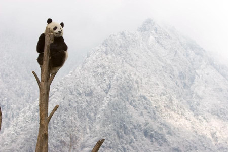 An undated photo of a wild giant panda. (Photo provided by WWF China/chinadaily.com.cn)