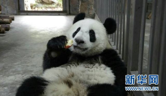 File photo of Giant Panda Cheng Jiu. [Photo: Xinhua]