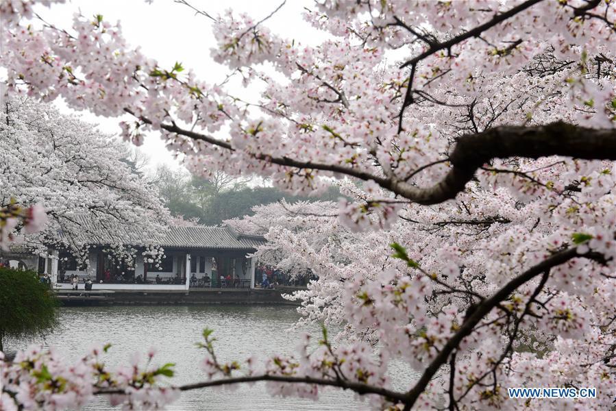 Visitors enjoy cherry blossoms at the Yuantouzhu scenic spot of the Taihu Lake in Wuxi, east China\'s Jiangsu Province, on March 30, 2019. (Xinhua/Huan Yueliang)