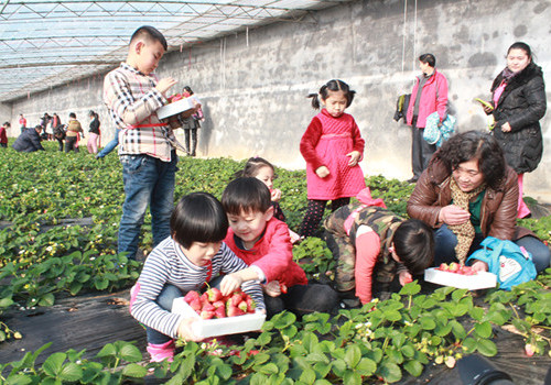 E China starting its strawberry festival